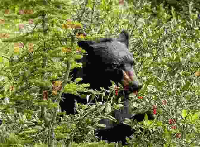 A Black Bear Foraging In Yosemite Valley Kenn Bennett S Secrets To Enjoying Yosemite Valley