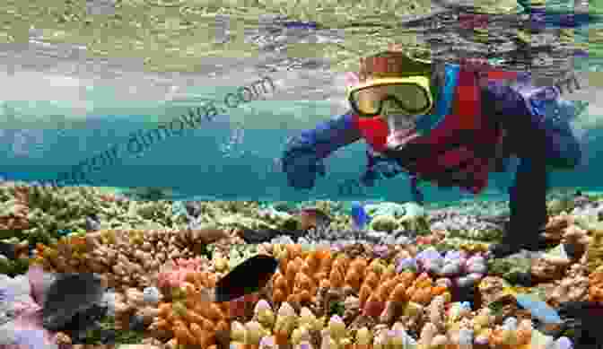 A Group Of Scuba Divers Exploring The Underwater World Dive School Adventure Ian Borland