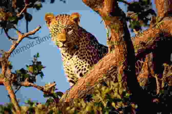 A Majestic Leopard, Its Piercing Gaze And Muscular Body Frozen In A Moment Of Predatory Elegance. Hectic Treks: Unusual Stuff Encountered While Traipsing Around