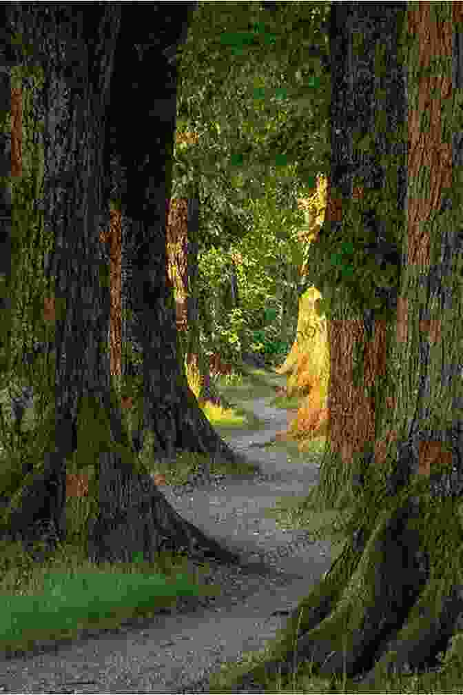 A Panoramic View Of The Dava Way, Showcasing A Winding Path Leading Through A Dense, Green Forest The Speyside Way: A Scottish Great Trail Includes The Dava Way And Moray Coast Trails (British Long Distance)