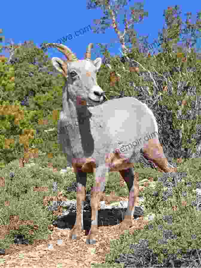 Bighorn Sheep Roaming The Rugged Slopes Of The Grand Canyon GRAND CANYON REGION: ANCIENT LANDSCAPES