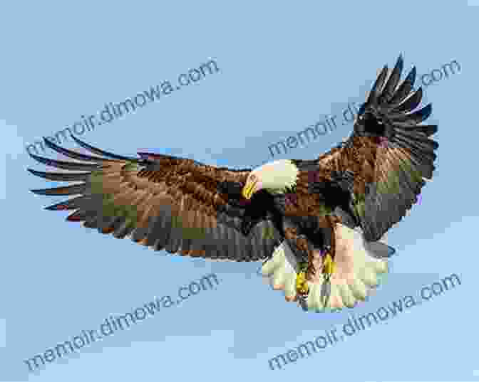 Breathtaking Close Up Of An Eagle In Flight Butterflies Of Britain And Europe: A Photographic Guide (Bloomsbury Naturalist)