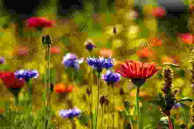 Vibrant Wildflowers Blooming In A Meadow Butterflies Of Britain And Europe: A Photographic Guide (Bloomsbury Naturalist)